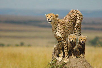 Kruger National Park