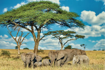 Tanzania Herd Africa