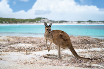 Fraser Island