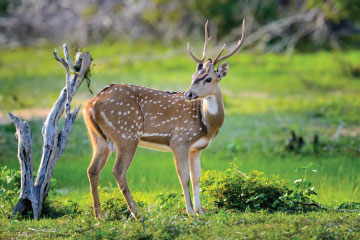 Sundarbans