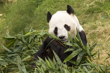 Ocean Park Hong Kong