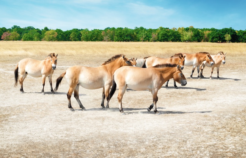 Hortobagy National Park Hungary