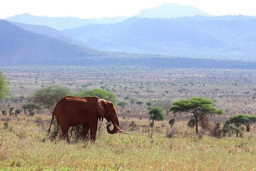 Tsavo National Park Kenya