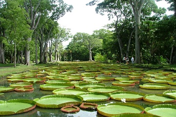 Pamplemousses Botanical Garden Mauritius