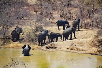 Yankari Game Reserve Nigeria