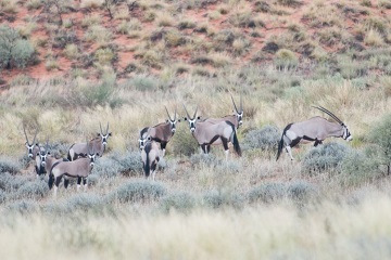 Kgalagadi Transfrontier Park South Africa